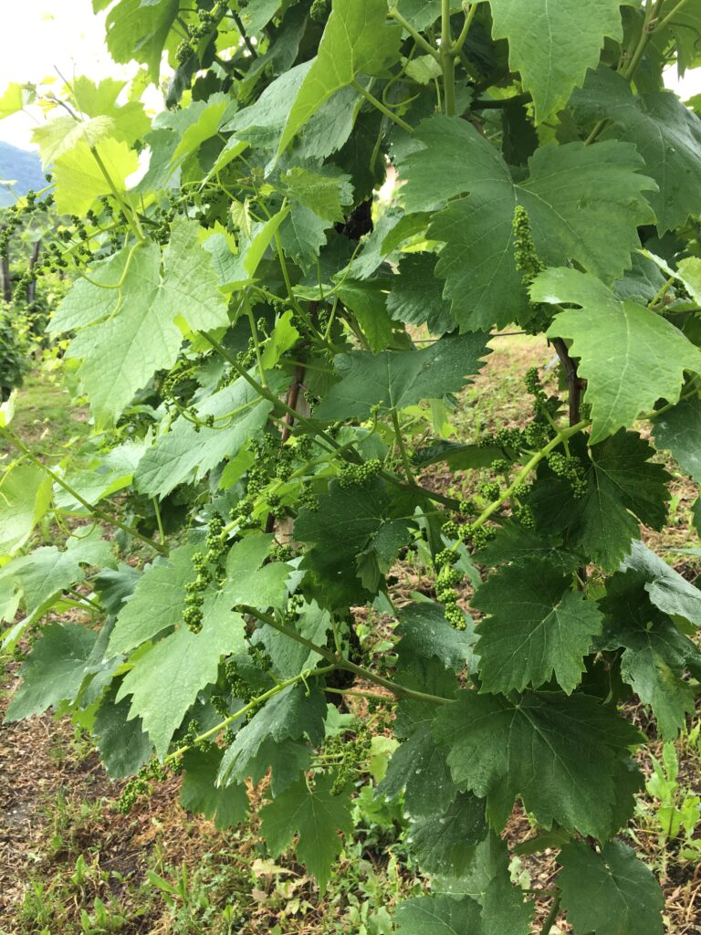 in primavera nascono le prime foglie e i primi piccoli grappoli preludio della vendemmia