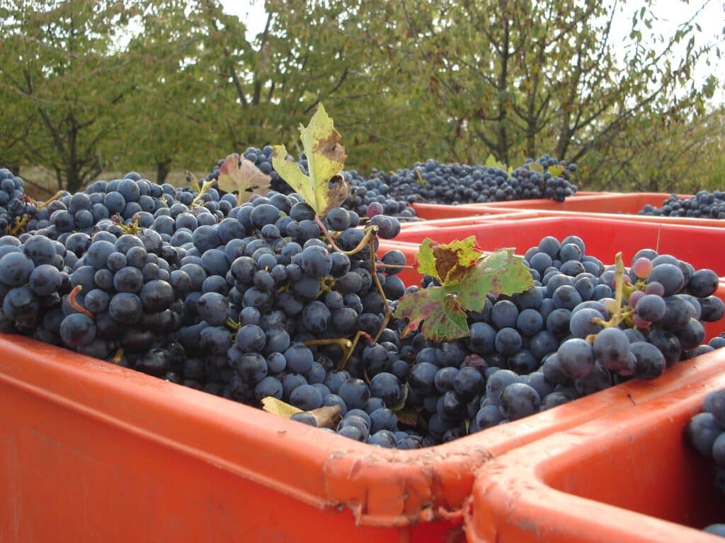 particolare di una cesta caricata sul trattore dopo la vendemmia
