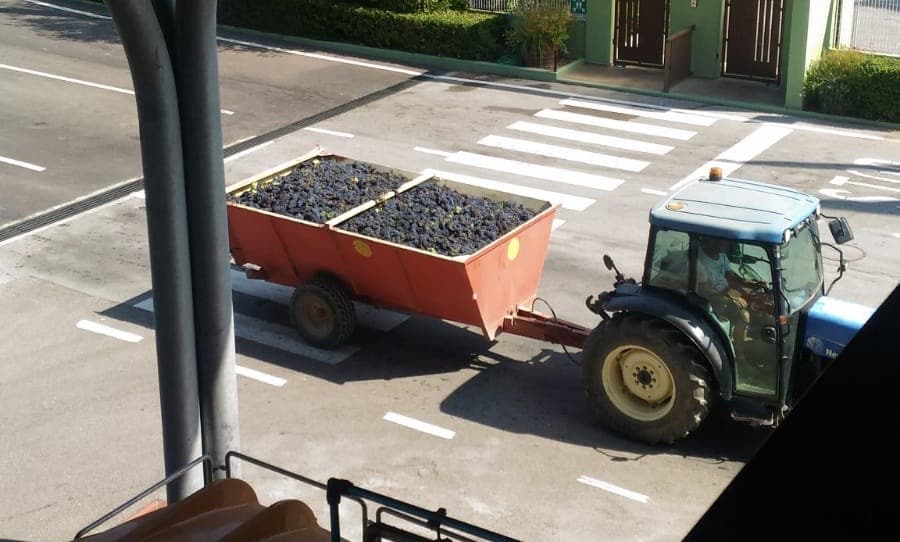 i grappoli di uva vendemmiati in cantina