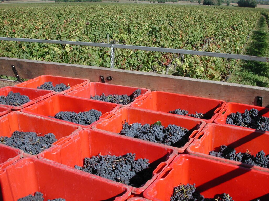 vendemmia piccole ceste caricate sul trattore