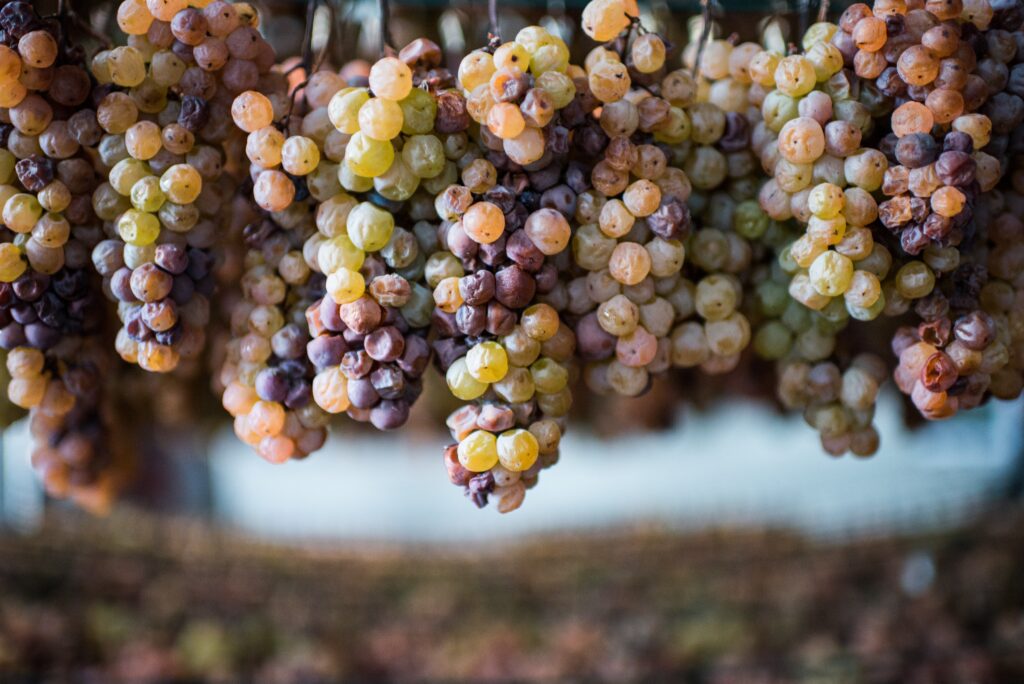 Uva Bianca Passita dopo la vendemmia