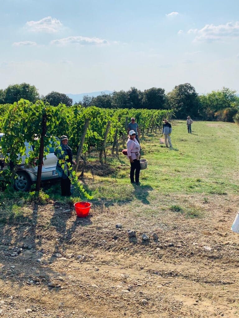 Vendemmia a Montalcino