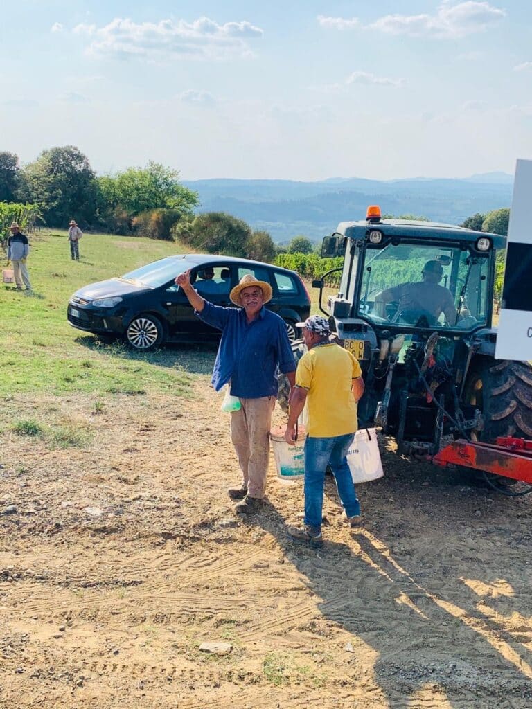 Vendemmia a Montalcino