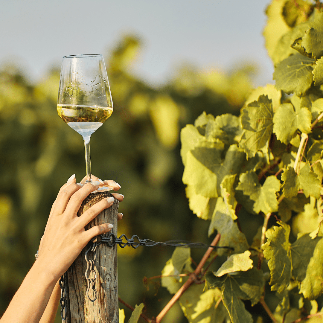 come-si-produce-il-vino-enoteca-ravazzani
