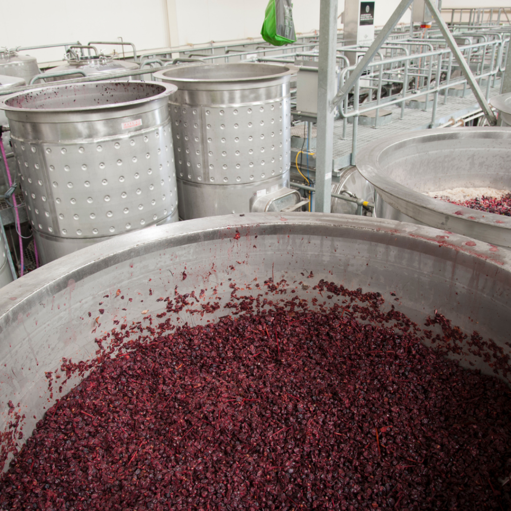 la vinificazione in rosso: la svinatura separazione del vino fiore dalle vinacce
