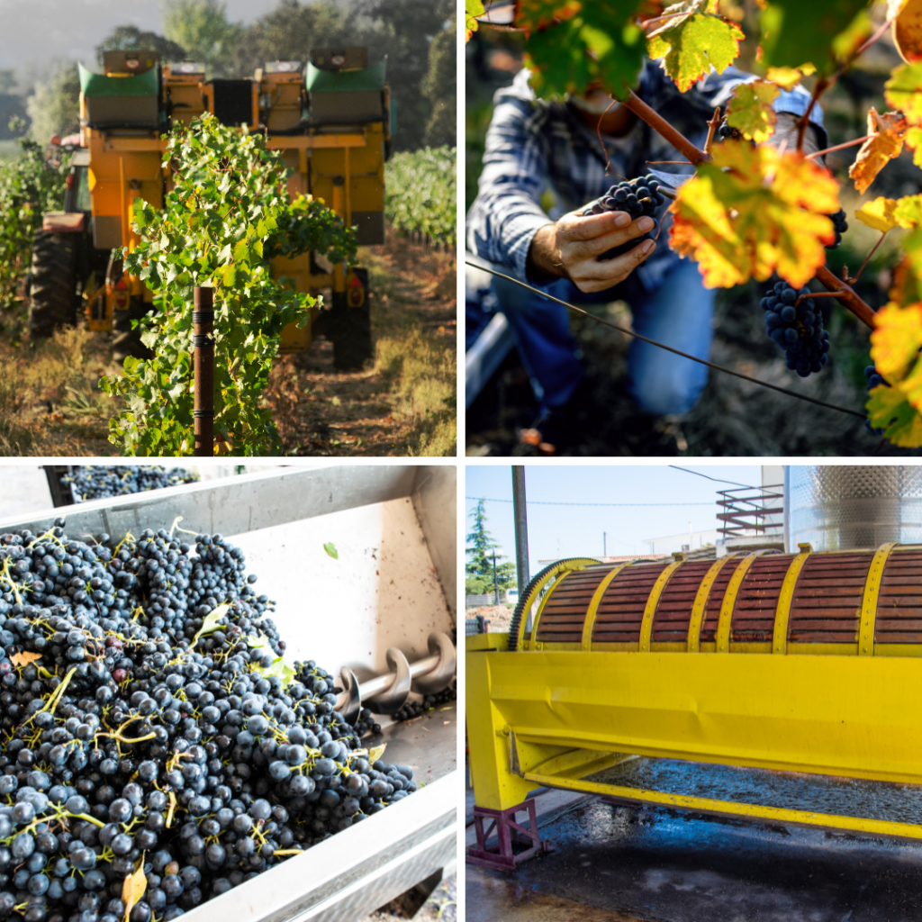 Le prime quattro fasi della vinificazione in rosso: vendemmia manuale o meccanica, diraspatura e pigiatura.