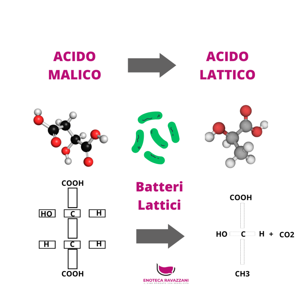 la fermentazione malolattica è la trasformazione dell'acido malico in acido lattico ad opera dei batteri lattici. La fermentazione malolatticaè la trasformazione dell'acido malico in acido lattico ad opera dei batteri.