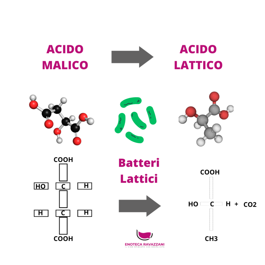  La fermentazione malolattica
è la trasformazione dell'acido malico in acido lattico ad opera dei batteri.