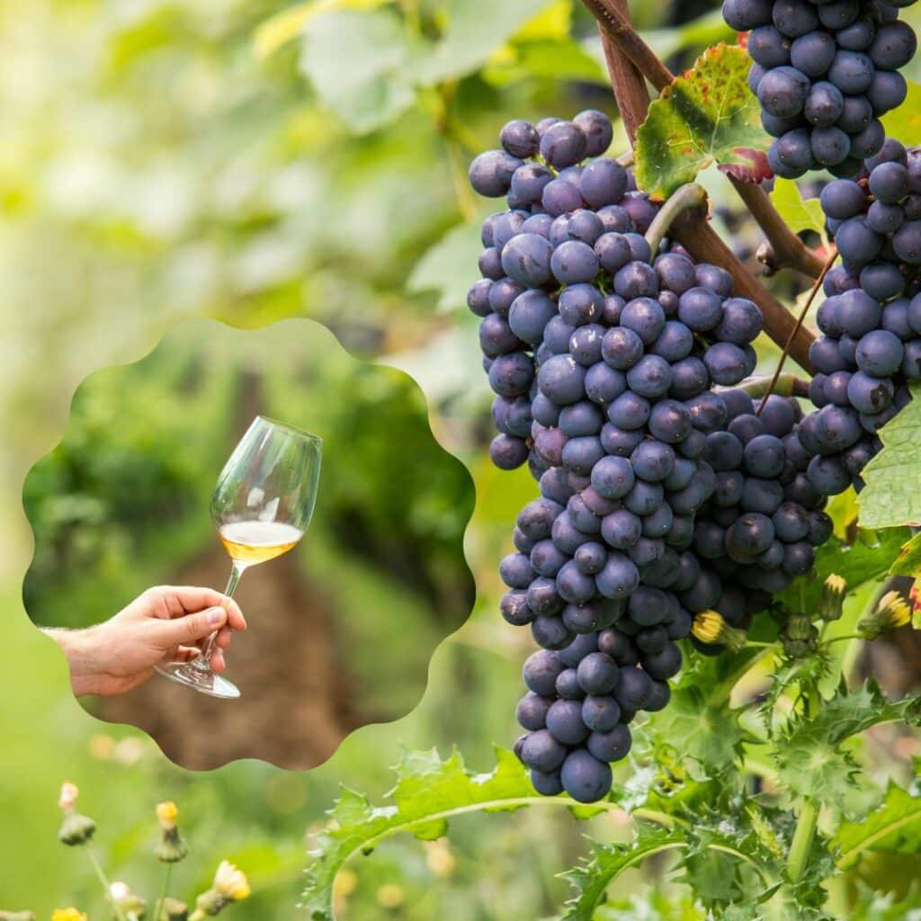 come si fa il vino bianco