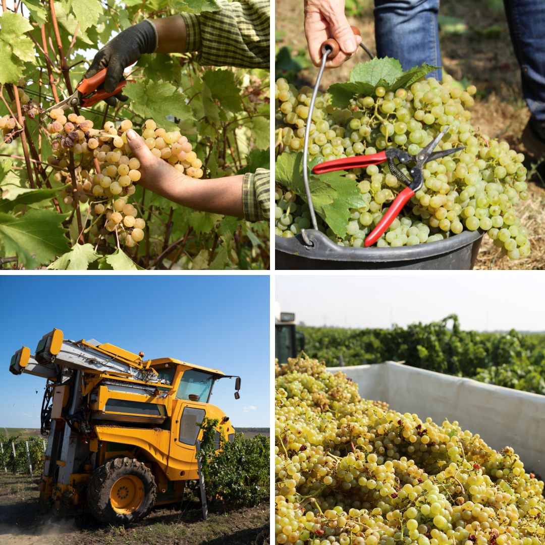 la prima fase della vinificazione in bianco: la vendemmia manuale o meccanica