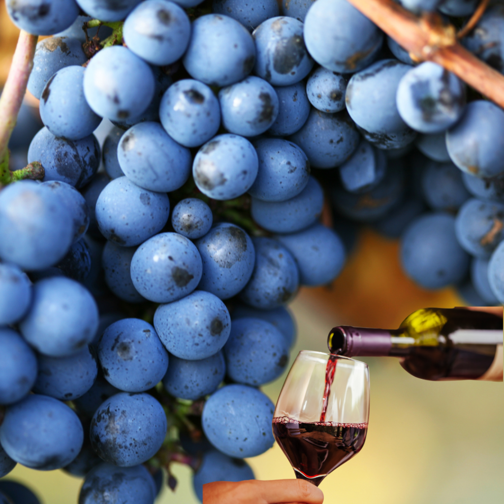 grappolo di uva primitivo e bicchiere di vino prodotto: curiosità sul vitigno primitivo