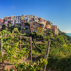 esempio di viticultura eroica alle cinque terre