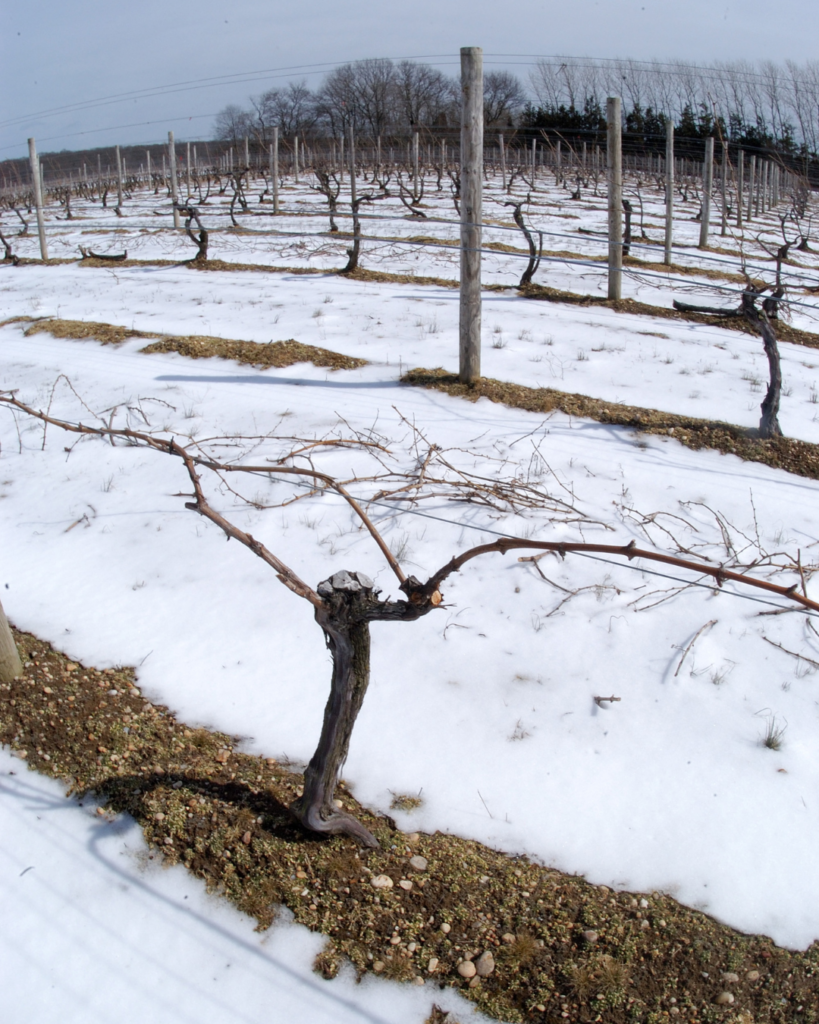 La potatura della vigna in inverno