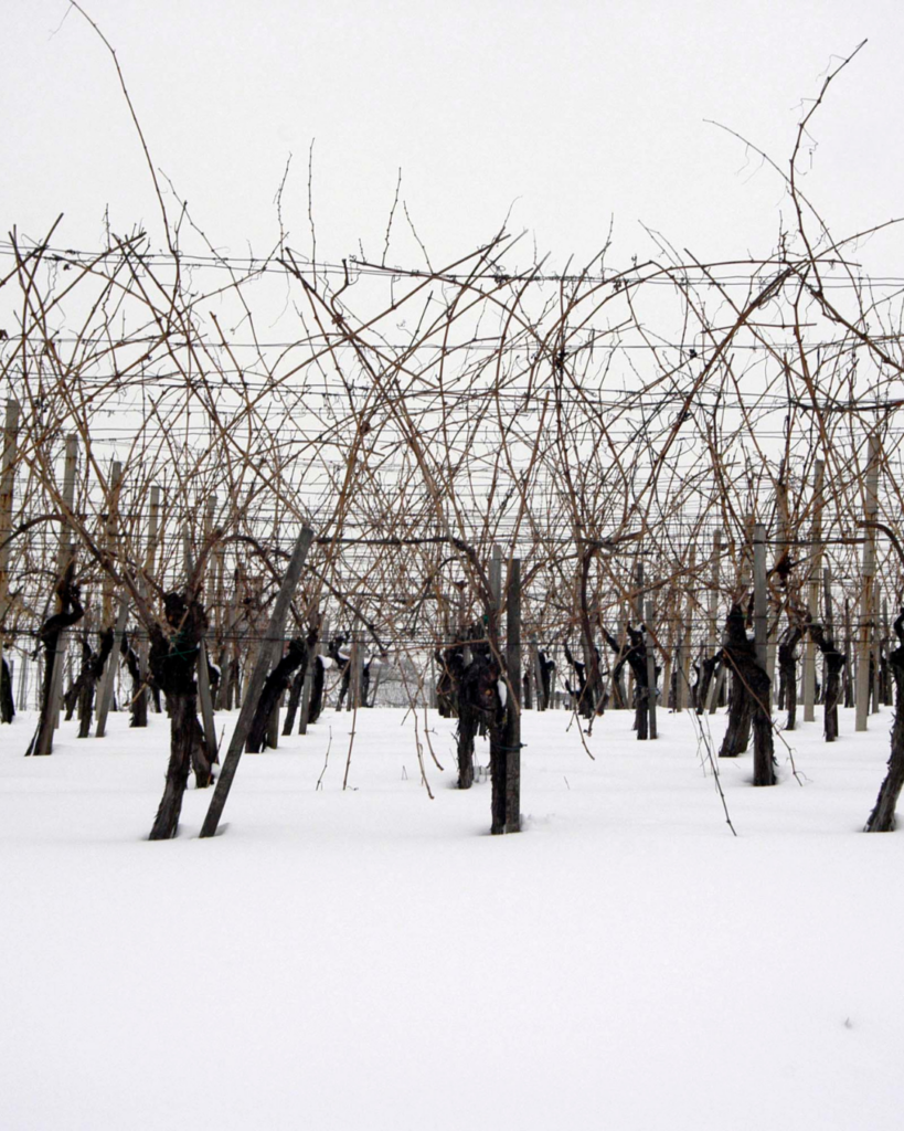 la vigna in inverno