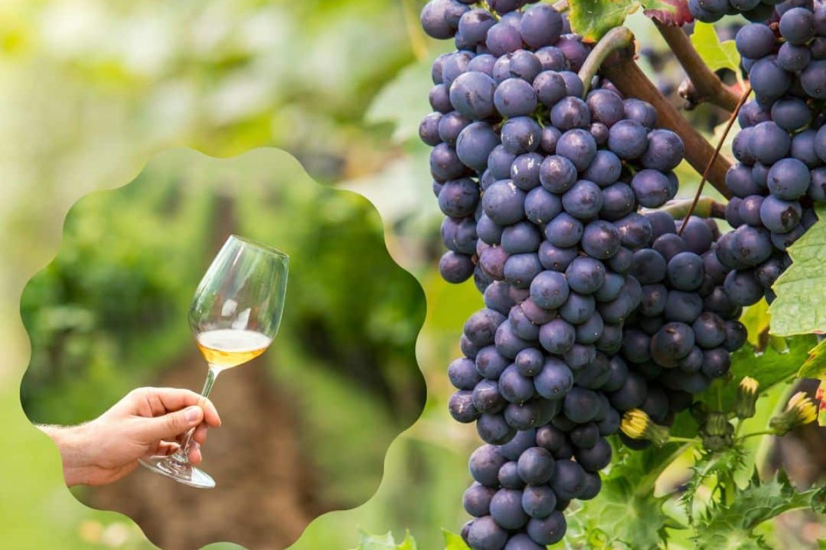 come si fa il vino bianco