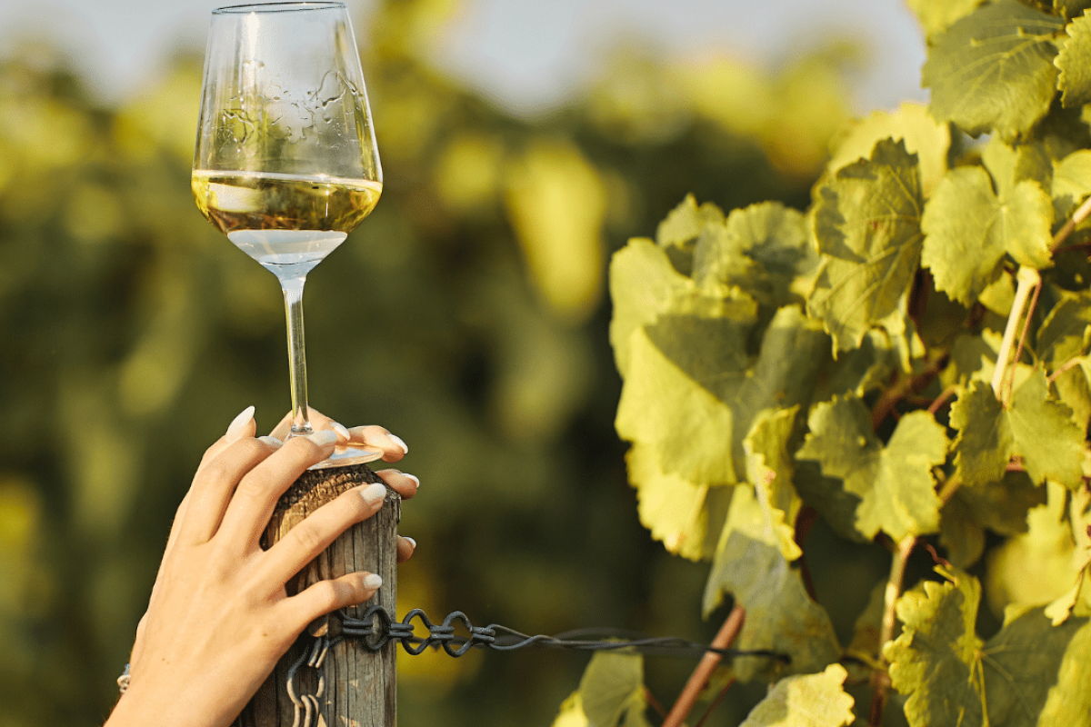 come si produce il vino dalla vigna alla bottiglia