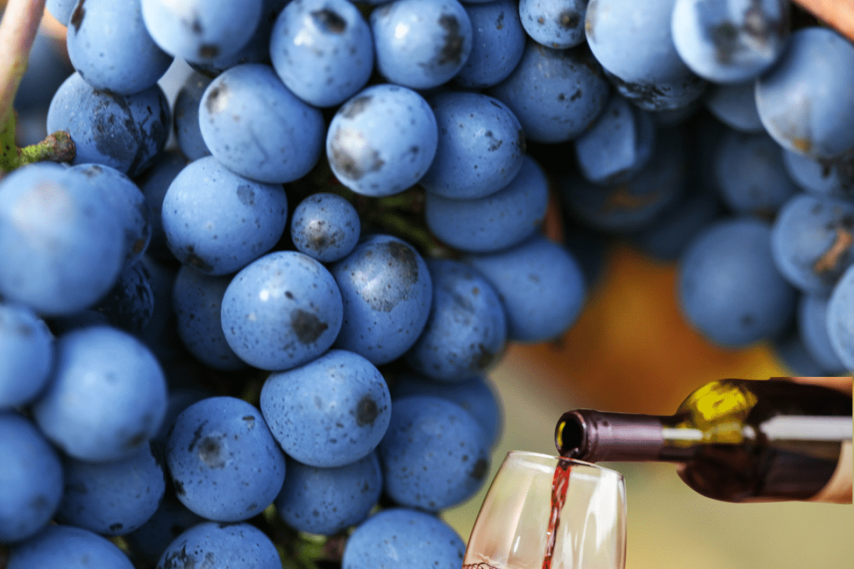 grappolo di uva primitivo e bicchiere di vino prodotto: curiosità sul vitigno primitivo