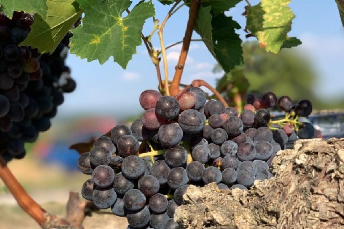 la vendemmia